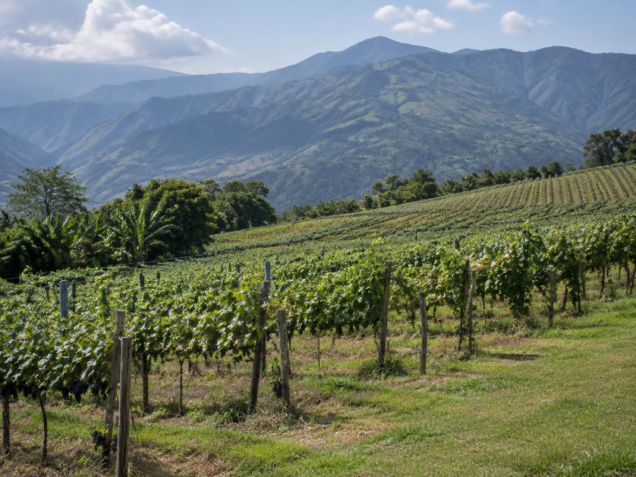 Paisaje de viñedo entre montañas